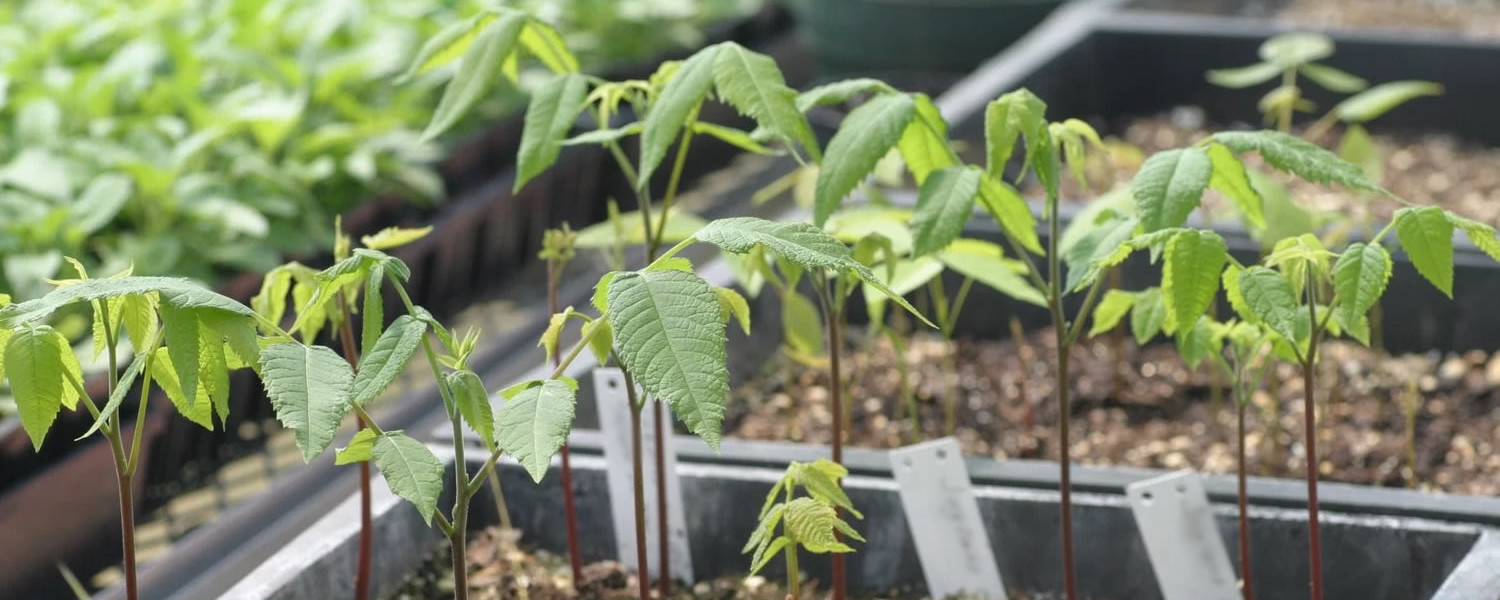 Professional gardening   templatete