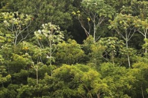 Plataforma que ajuda produtor a cumprir Código Florestal