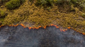 Aliança mundial enfrentará crimes ambientais