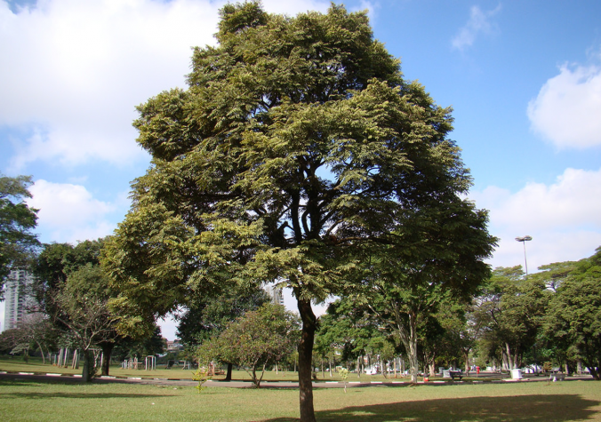 Cedro