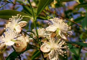 Cerejeira