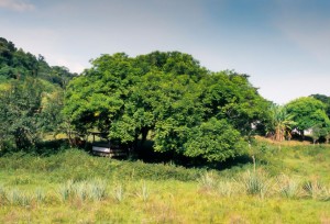 Chá de bugre