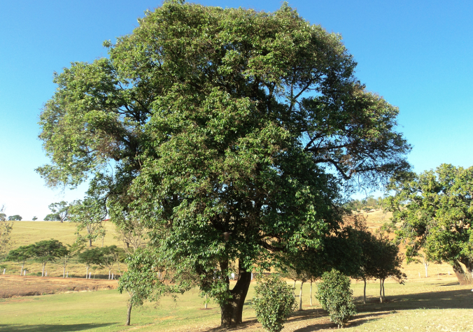 Açoita-cavalo