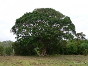 Canjerana