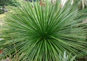 Agave Palito